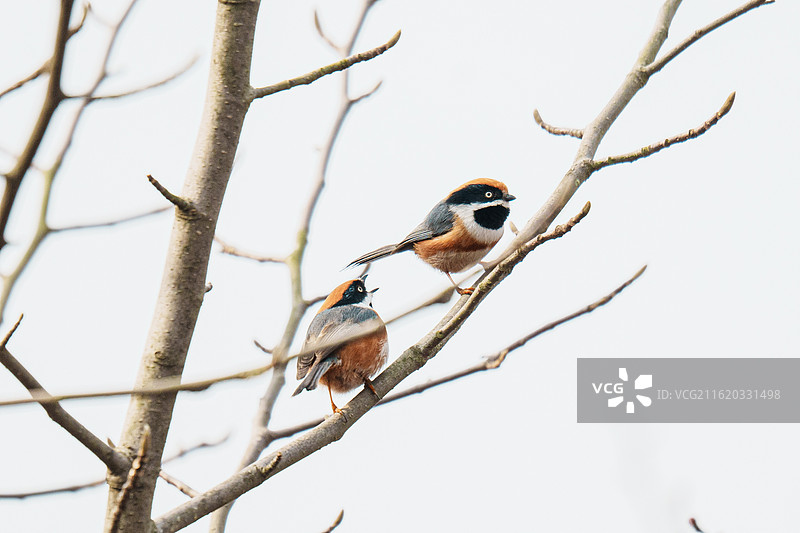 红头长尾山雀图片素材