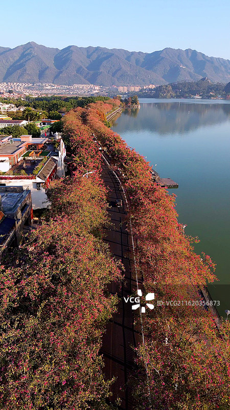 航拍肇庆紫星湖荆花大道S湾花开图片素材