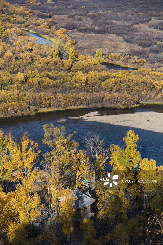 呼伦贝尔额尔古纳，大兴安岭秋季风光，金色树林图片素材