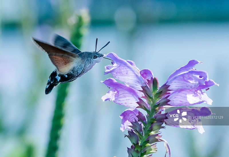 蜂鸟天蛾特写图片素材
