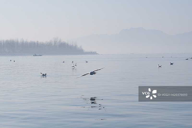 蓝色天空背景下阳光大海羊海鸥水波纹。风景背景图壁纸图片素材