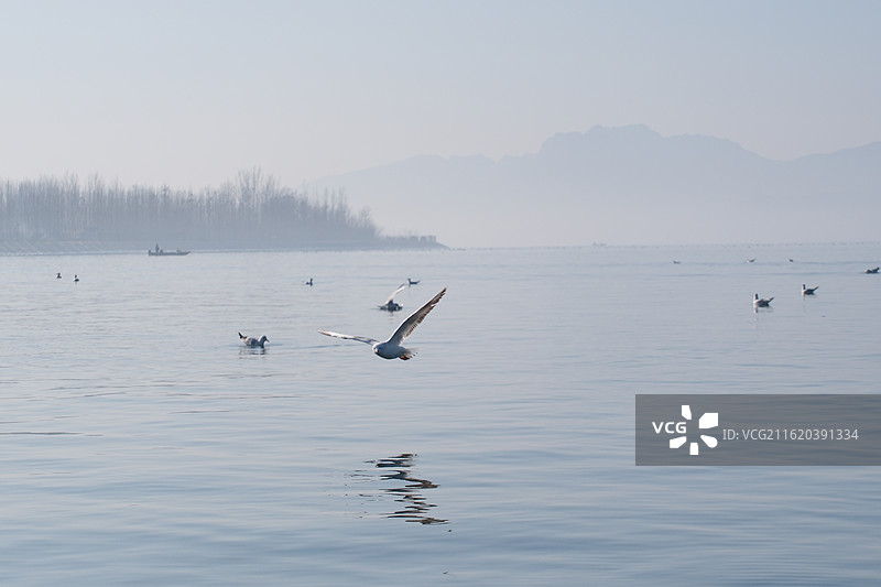 蓝色天空背景下阳光大海羊海鸥水波纹。风景背景图壁纸图片素材