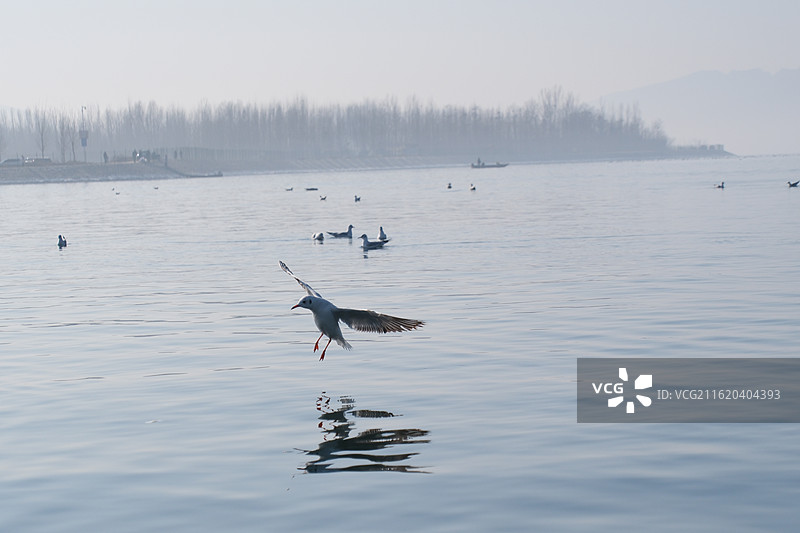 蓝色天空背景下阳光大海羊海鸥水波纹。风景背景图壁纸图片素材