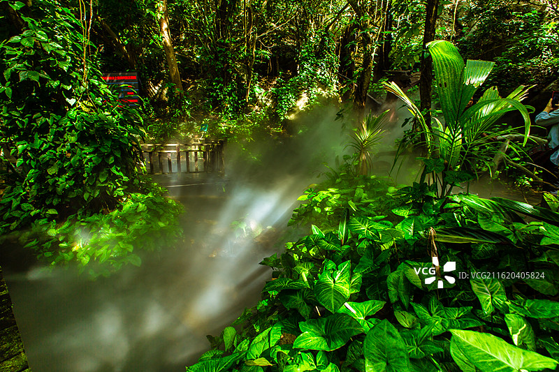 中国海南省保亭黎族苗族自治县，呀诺达雨林文化旅游区原始森林景观图片素材