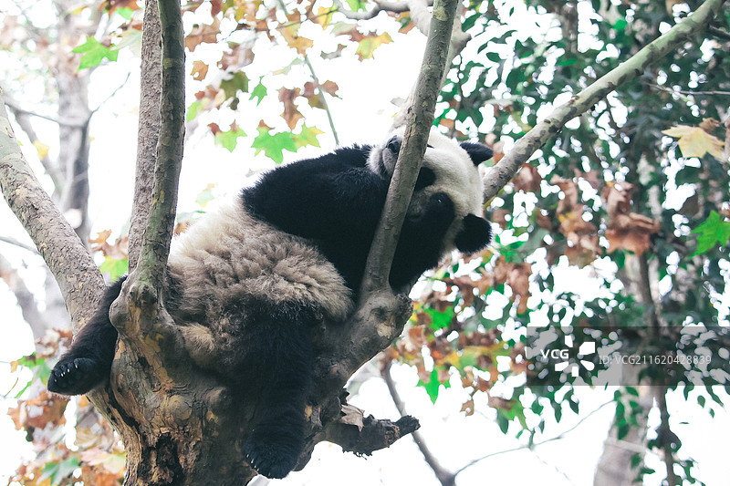 熊猫 天府之国 可爱 四川成都 萌萌的 国宝 野生动物图片素材