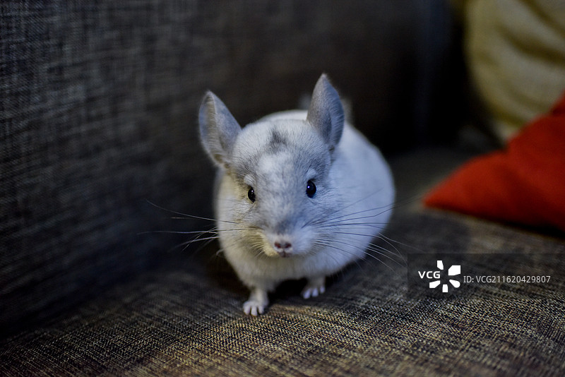 龙猫 宠物 竹丝鼠 南美栗鼠 可爱 治愈 经济 陪伴 消费 萌宠图片素材