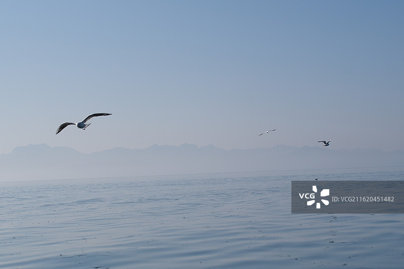 蓝色天空背景下阳光大海羊海鸥水波纹。风景背景图壁纸图片素材