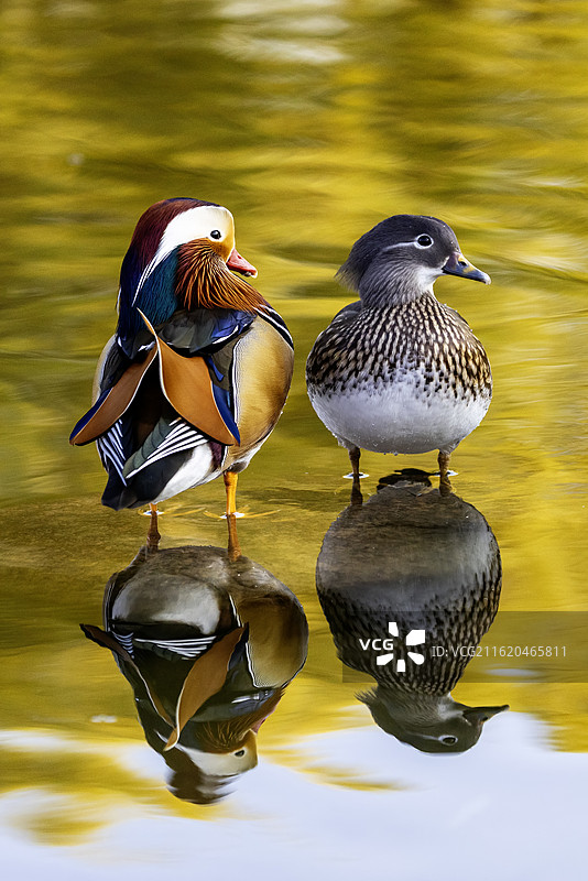 金光灿灿的水面上一对鸳鸯MandarinDuck图片素材