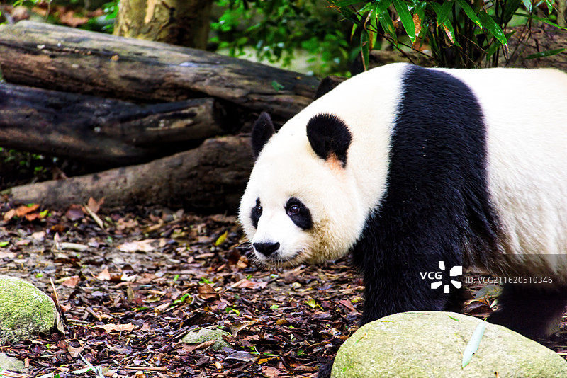 四川成都熊猫繁育基地一只成年大熊猫图片素材