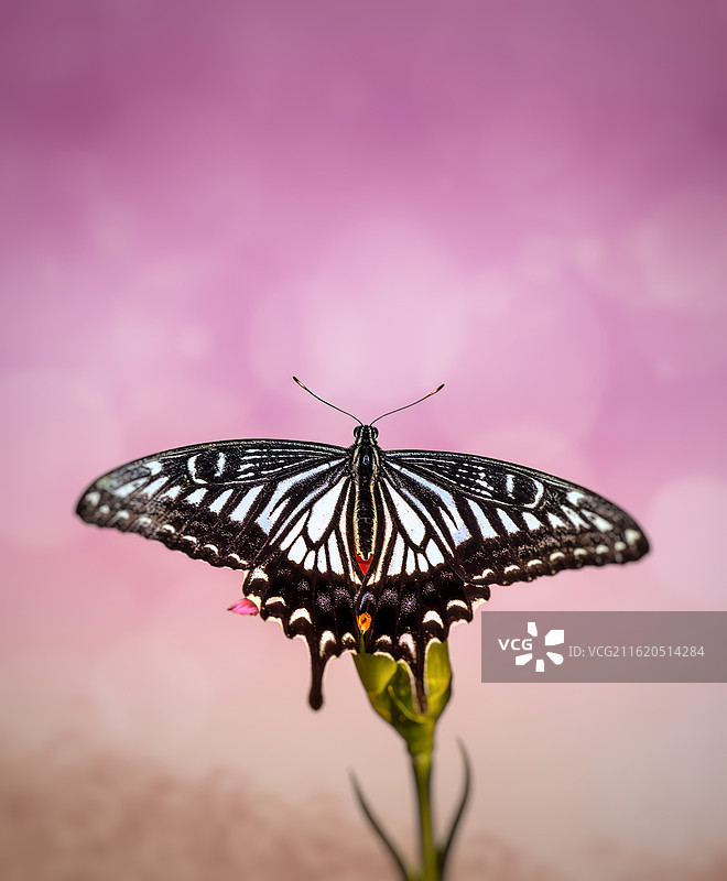 墨蝶栖粉图片素材