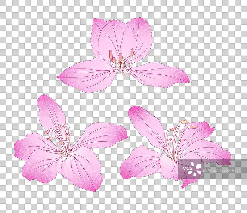 免扣元素粉色紫荆花图片素材