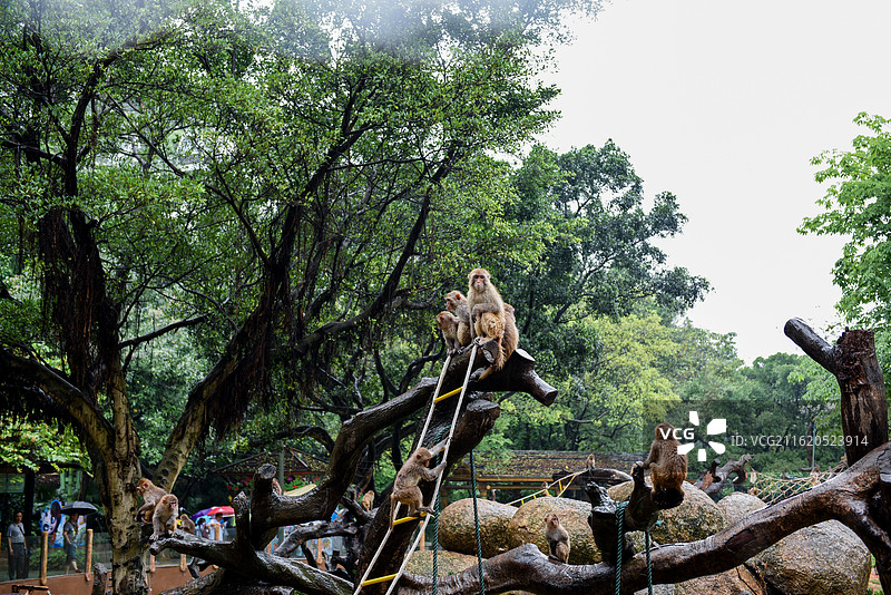 猴子 亚洲猕猴 雪山 温泉 日本图片素材