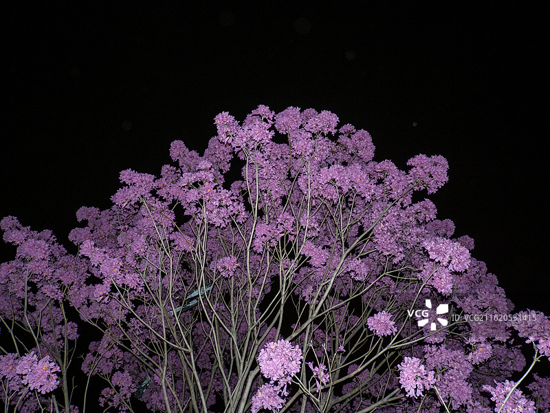 夜晚的紫花风铃木图片素材