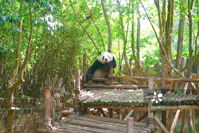 成都大熊猫繁育研究基地里可爱的大熊猫图片素材
