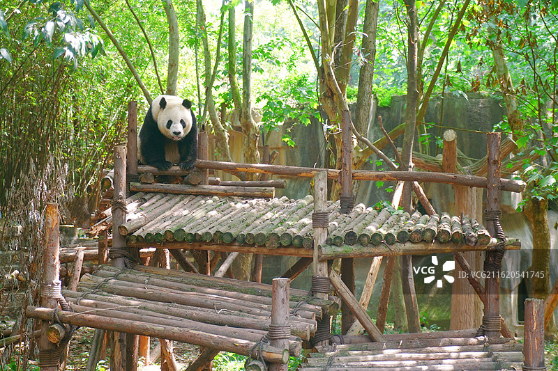 成都大熊猫繁育研究基地里可爱的大熊猫图片素材