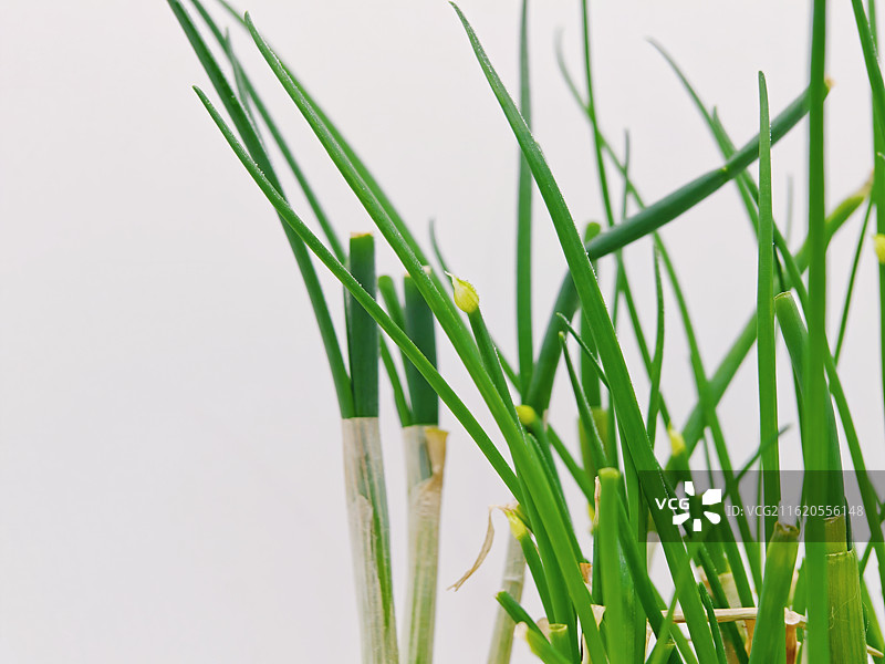 香葱，小葱，葱花，小葱开花，小葱花苞，葱花苞图片素材