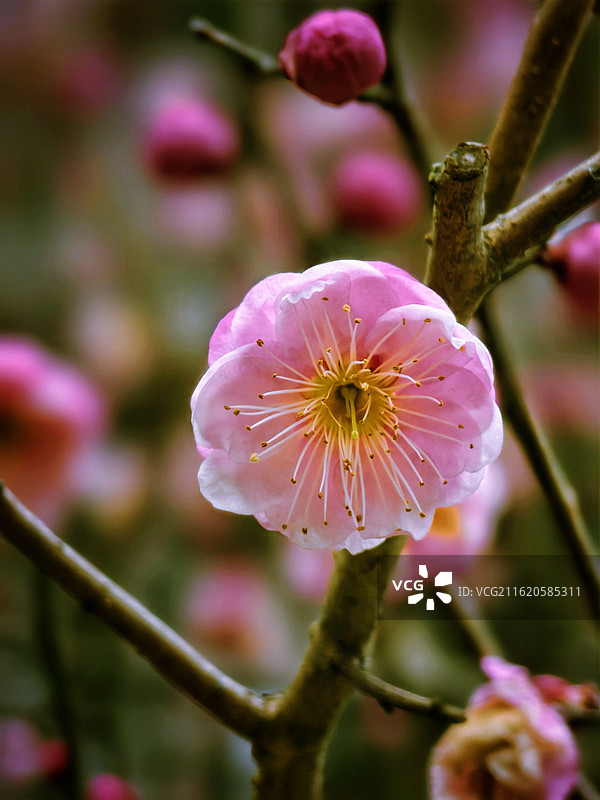 明孝陵梅花初绽（四）图片素材