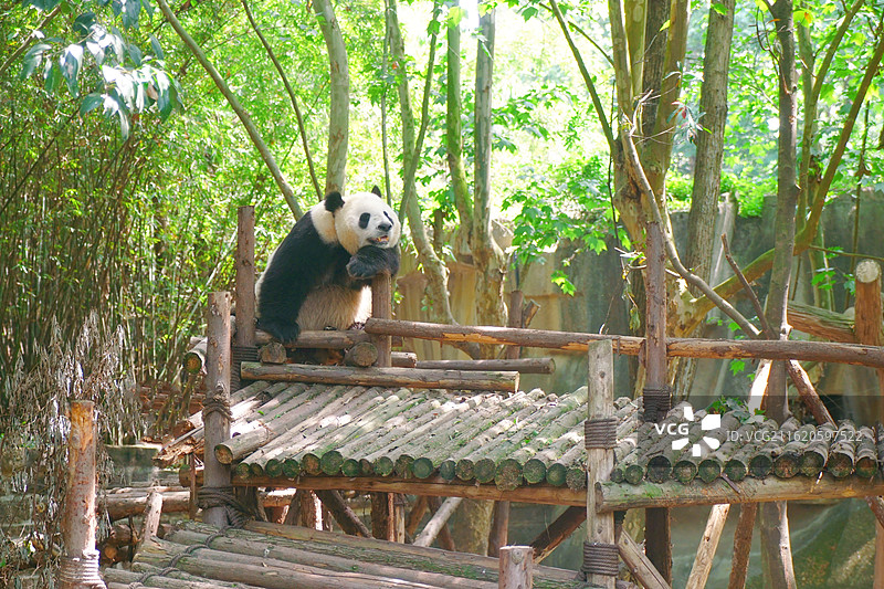 成都大熊猫繁育研究基地里可爱的大熊猫图片素材