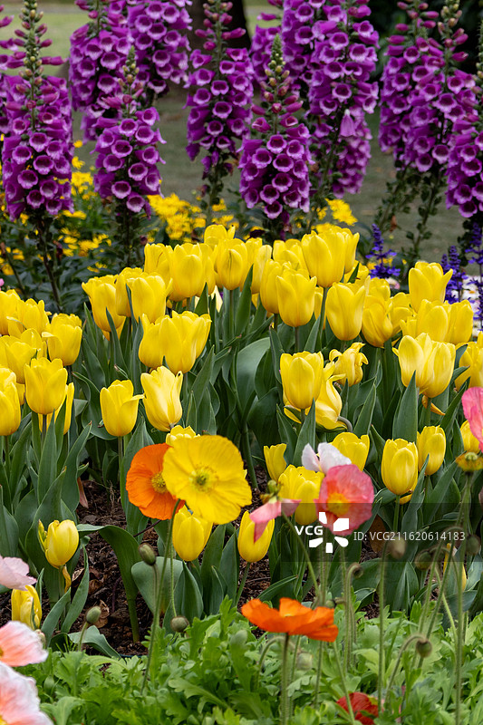 广州版莫奈花园图片素材