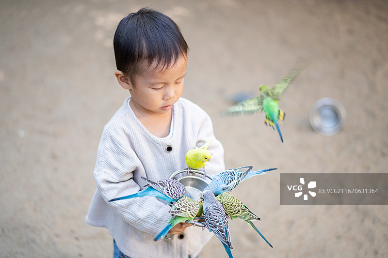在白云山山顶广场鸣春谷内,喂鹦鹉的小男孩图片素材