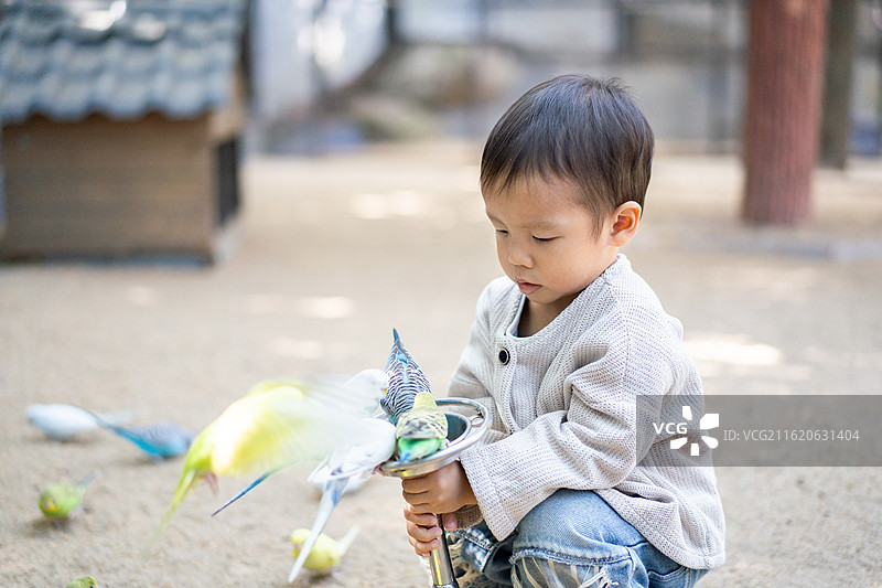 在白云山山顶广场鸣春谷内,喂鹦鹉的小男孩图片素材