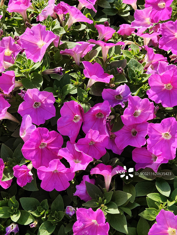 活力大湾区园林博览会花海图片素材