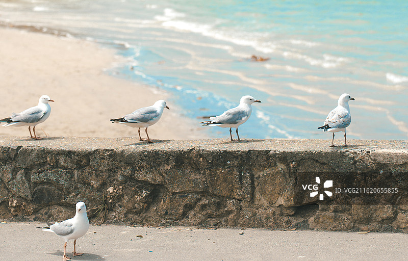 奥马鲁的海边 海鸥列队站立图片素材