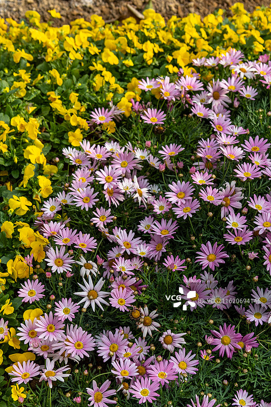 广州版莫奈花园图片素材