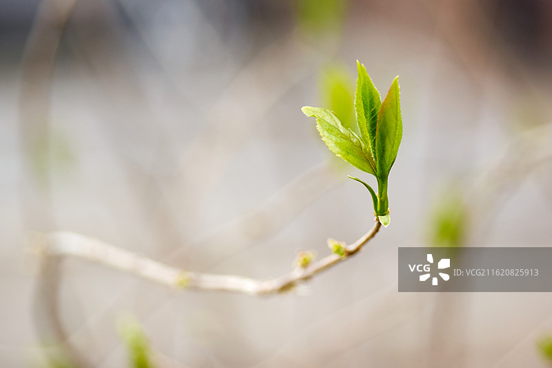 春天连翘叶子特写，植物自然生态，清明立春春分，素材图片素材
