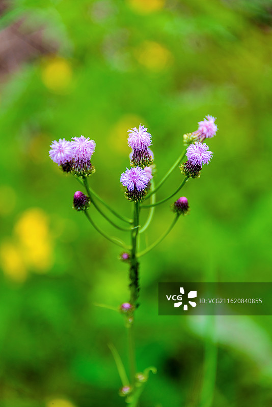 桔梗目菊科植物——泥胡菜图片素材