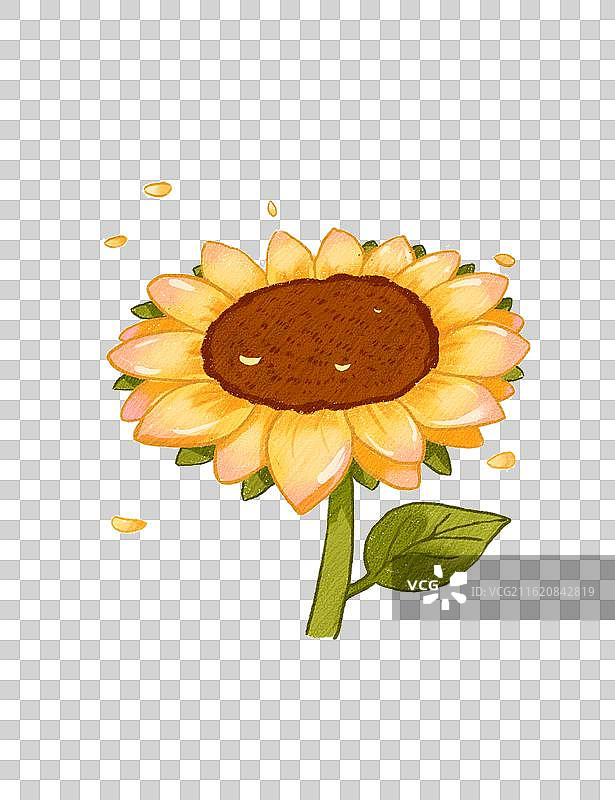 向日葵花瓣图片素材