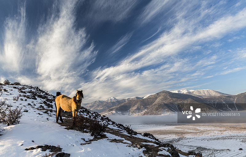 纳帕海自然保护区马图片素材