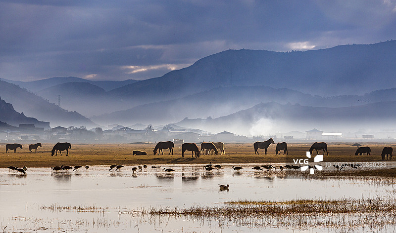 纳帕海自然保护区马图片素材