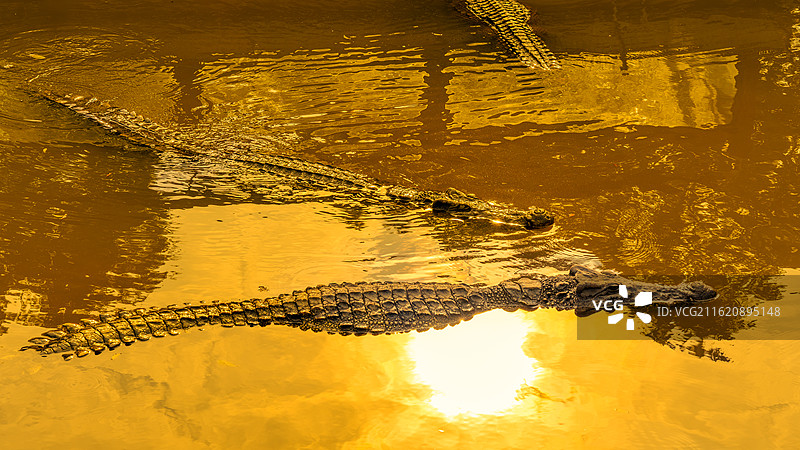 金潭大鳄之鳄鱼的沙龙图片素材