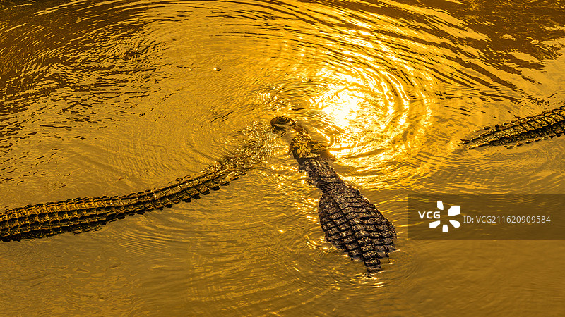 金潭大鳄之鳄鱼的沙龙图片素材