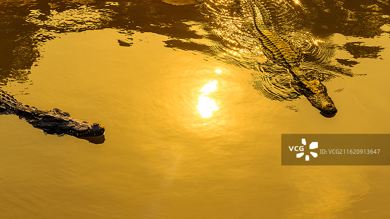 金潭大鳄之鳄鱼的沙龙图片素材