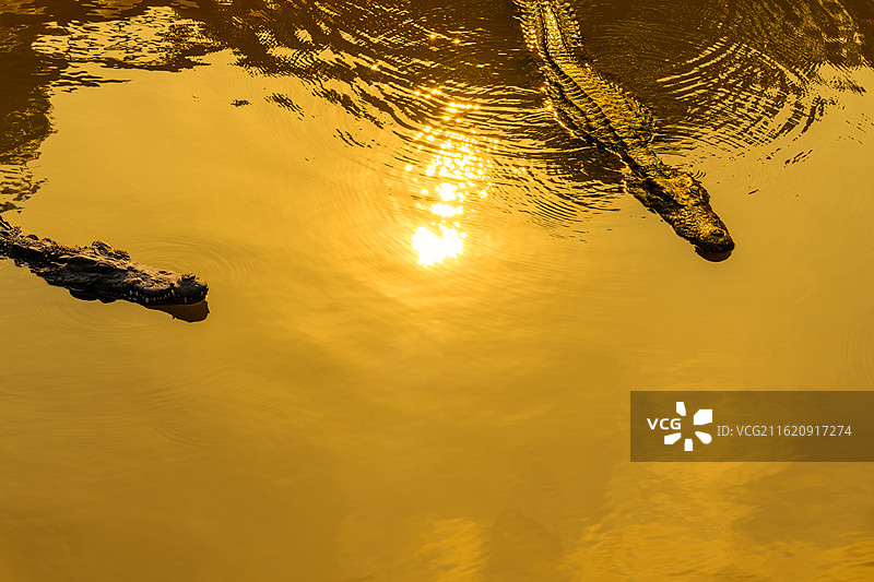 金潭大鳄之鳄鱼的沙龙图片素材