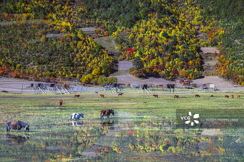 纳帕海自然保护区马图片素材