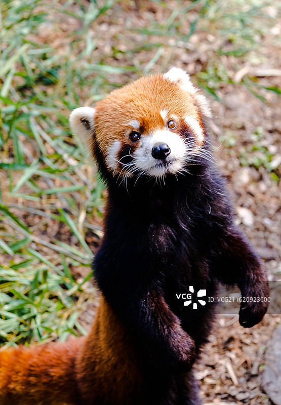 可爱的转腰站姿小熊猫图片素材