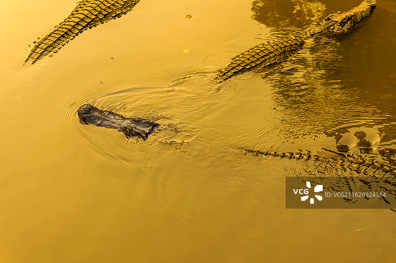 金潭大鳄之鳄鱼的沙龙图片素材