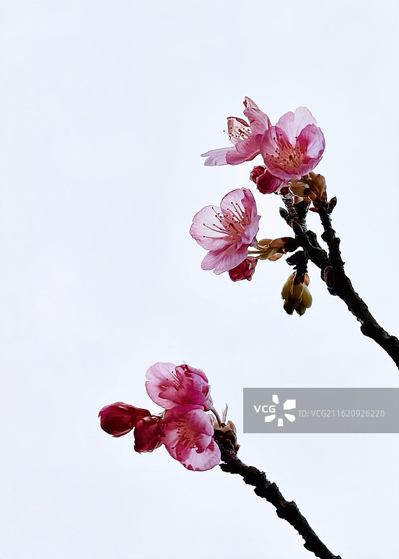 上海市·静安区（闸北区）·大宁公园的早樱图片素材