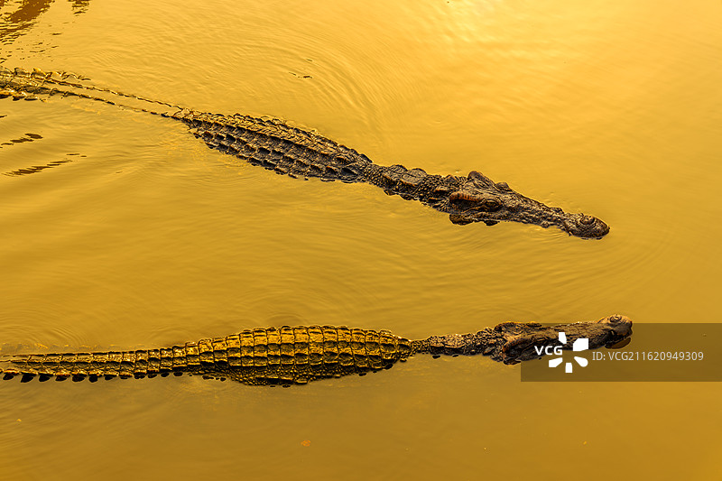 金潭大鳄之鳄鱼的沙龙图片素材