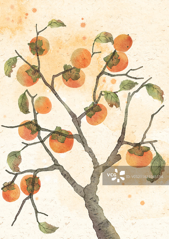 柿子水墨国风插画图片素材