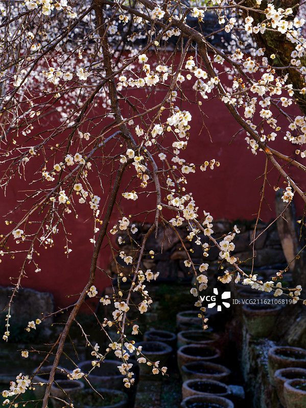 白梅映红墙，梅落满阶香——浙江嘉兴南北湖千年古庵：云岫庵图片素材