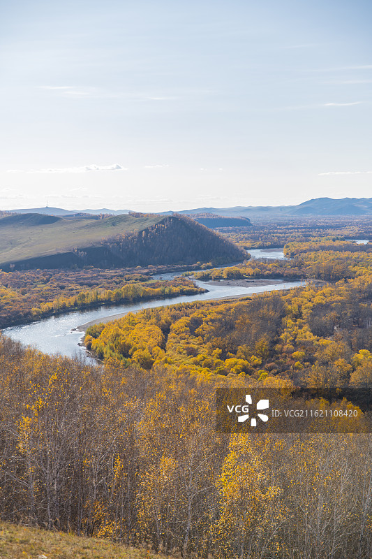 呼伦贝尔额尔古纳湿地的秋季景观，金色的树林，河流，远山图片素材
