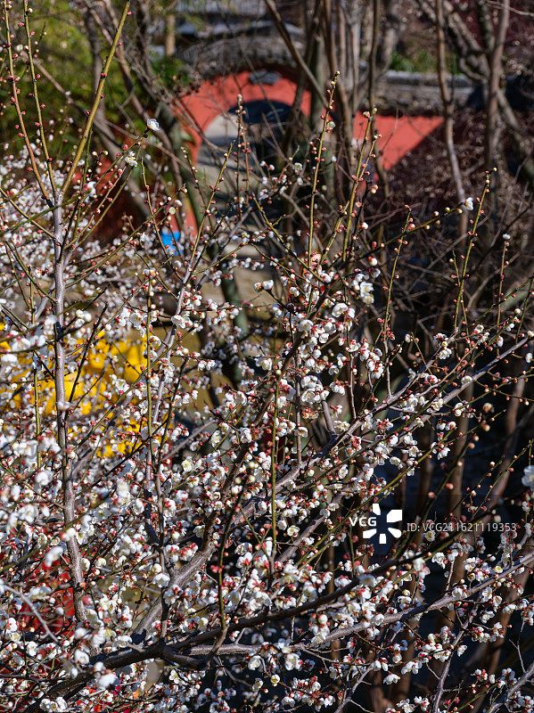 黃墻凝古意，寒雪點梅香——浙江嘉兴南北湖千年古庵：云岫庵图片素材