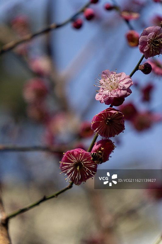 南京雨花台梅岗梅花风景图片素材