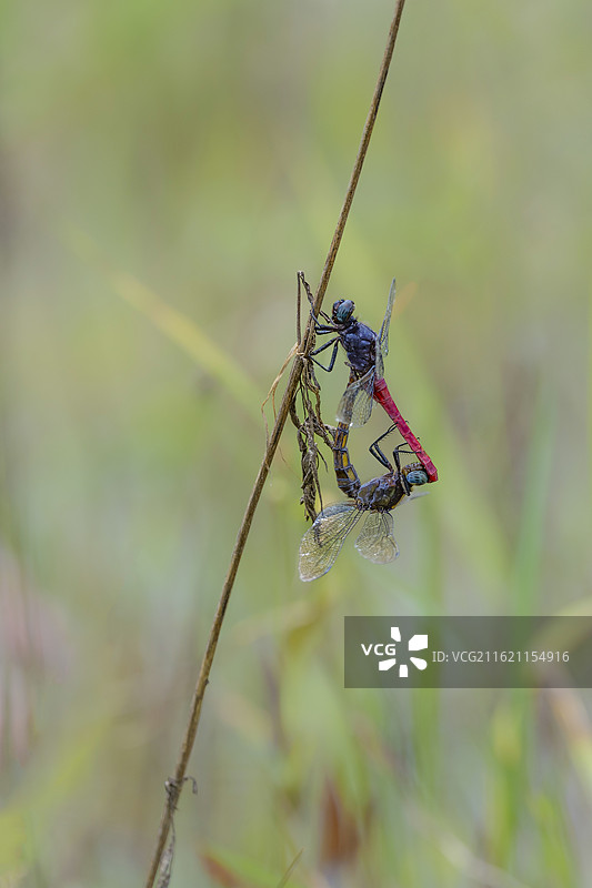 枯枝上演绎着一对蜻蜓的爱情故事图片素材