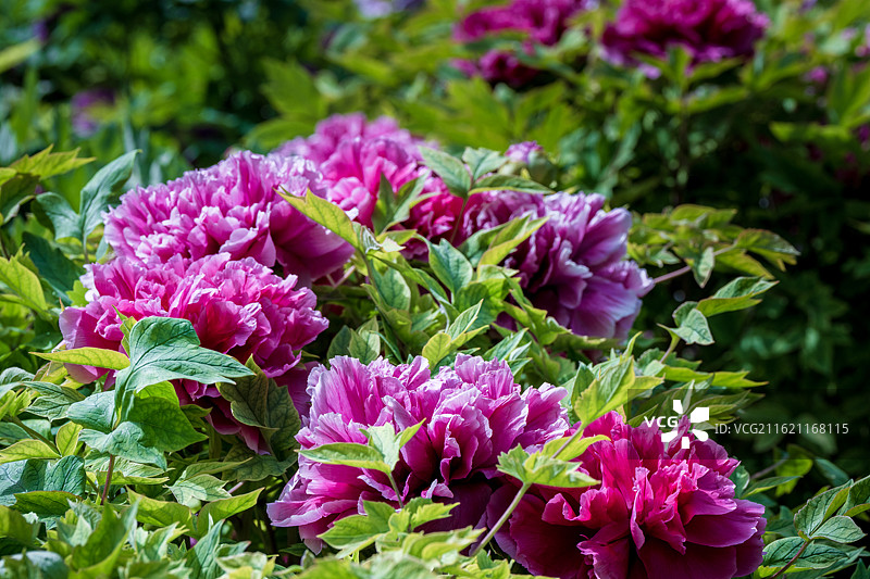 春天里盛开着的牡丹花图片素材