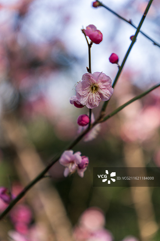 南京雨花台梅岗梅花风景图片素材